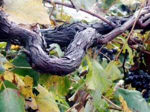 Chautauqua County Treasures