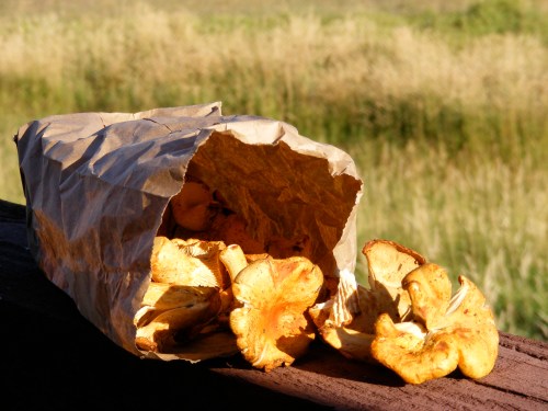 Chanterelle mushrooms